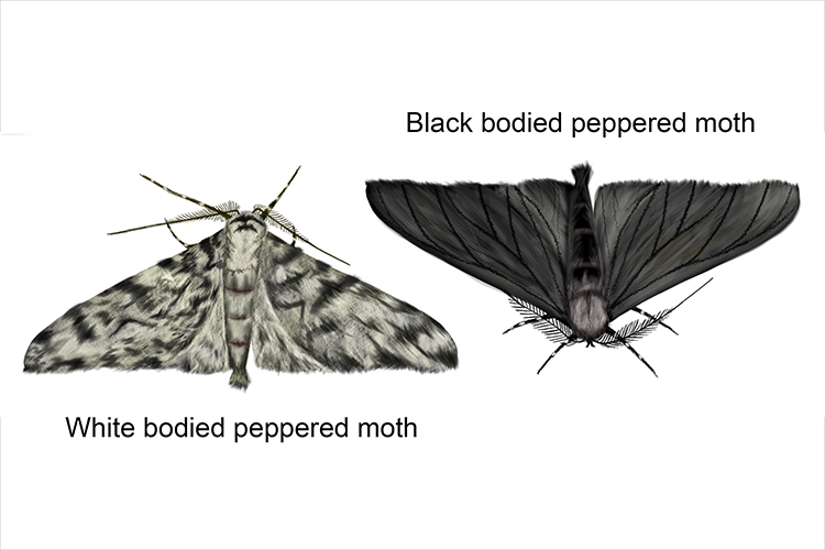 During the industrial revolution black moths were successful over white moths at they were camouflaged against soot covered trees and buildings